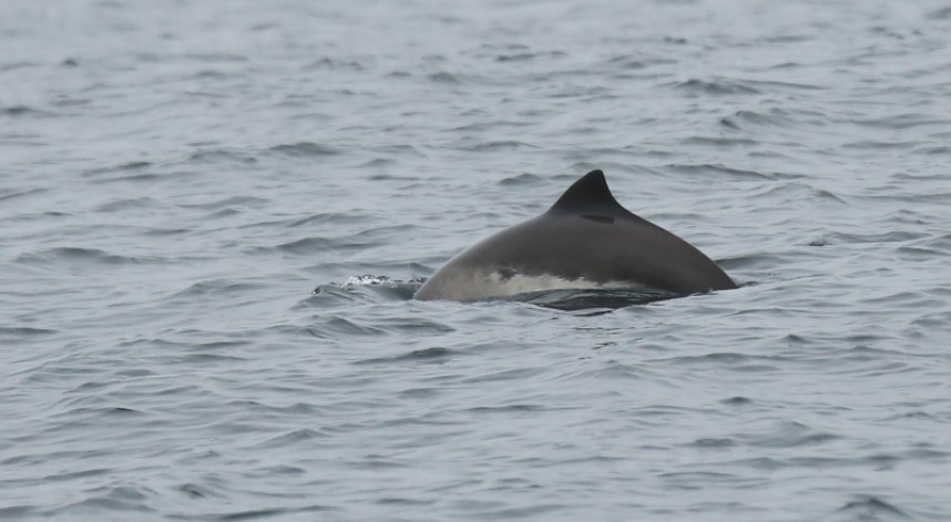  Harbour Porpoise © Richard Baines 