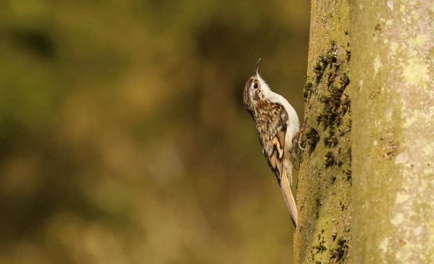  Treecreeper © Richard Baines
