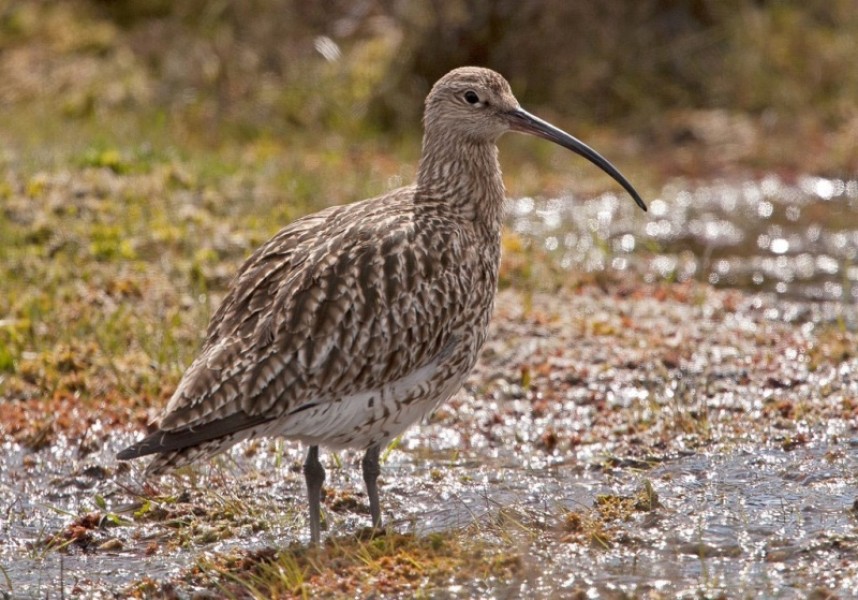  Eurasian Curlew © Steve Race