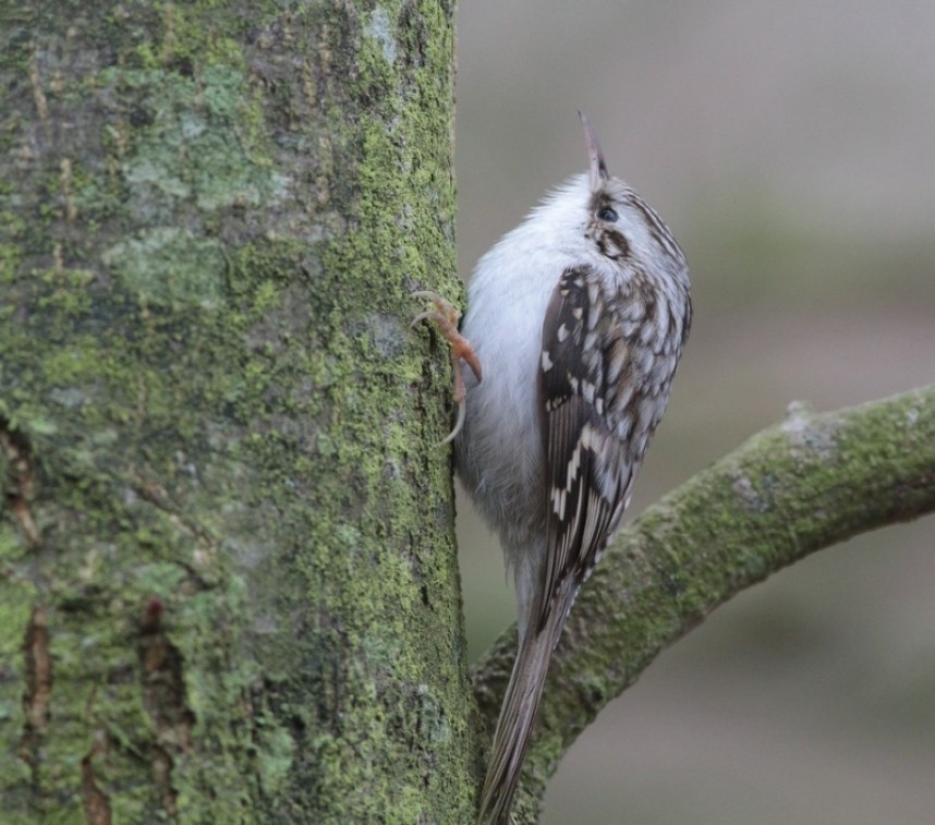  'Northern' Treecreeper © Martin Garner
