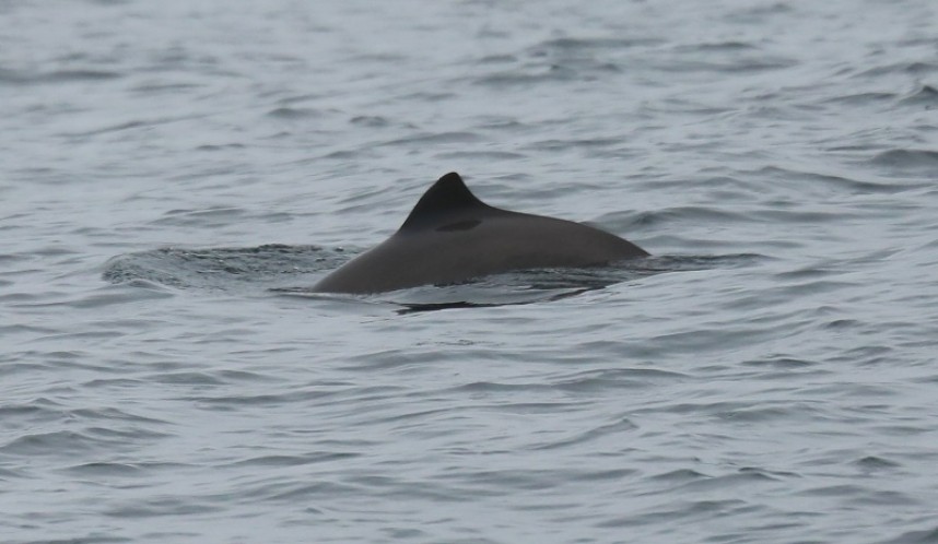  Harbour Porpoise © Richard Baines