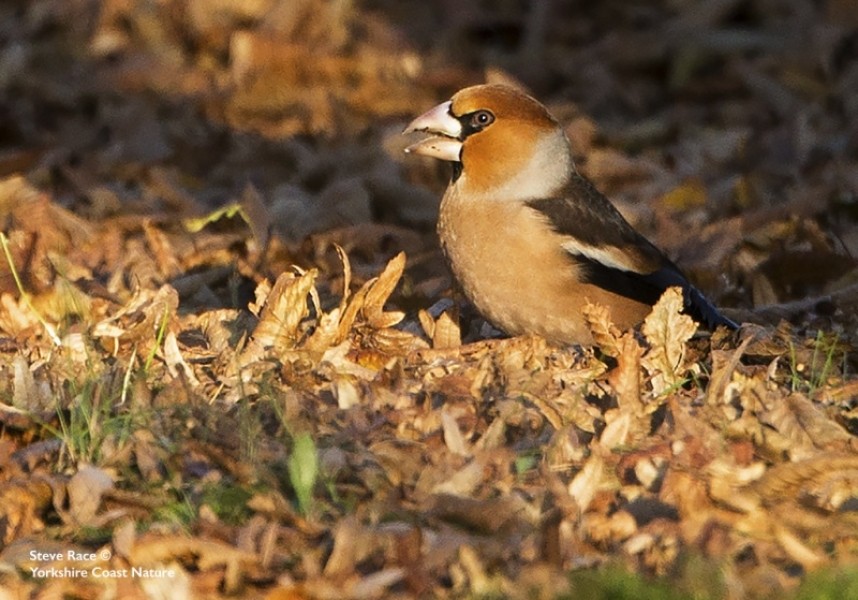  Hawfinch Yorkshire Arboretum © Steve Race