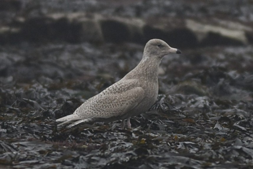  Glaucous Gull Flamborough © Andy Hood