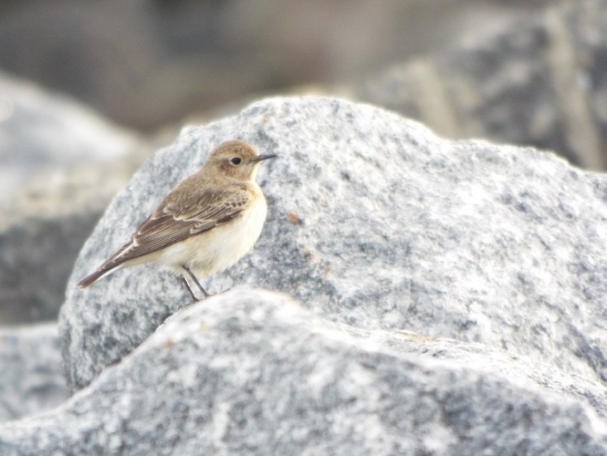  Pied Wheatear Skinningrove © Abi Thornton 