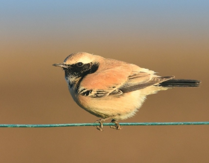  Desert Wheatear Whitby ©  Andy Hood