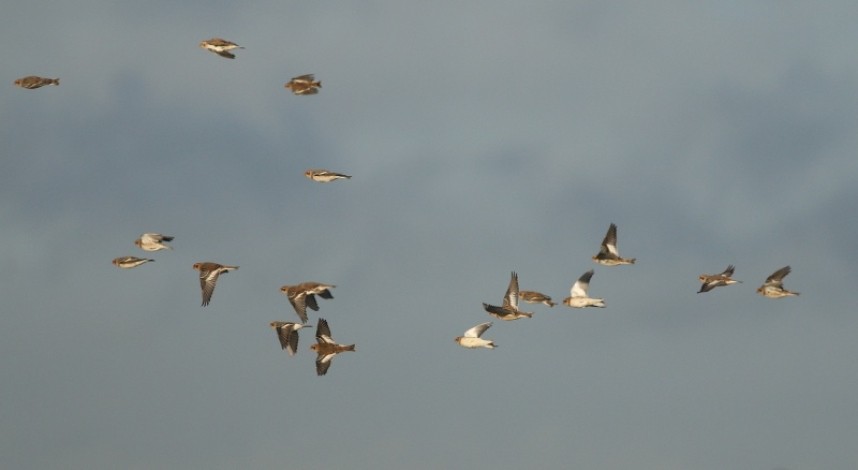  Snow Buntings at Filey ©  Mark Pearson 