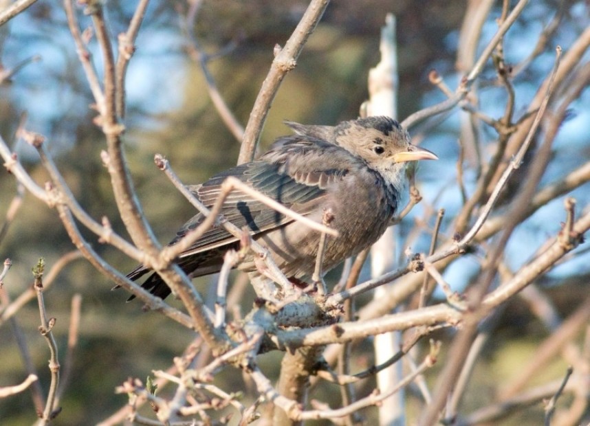  Rose-coloured Starling at Easington © Daniel Branch