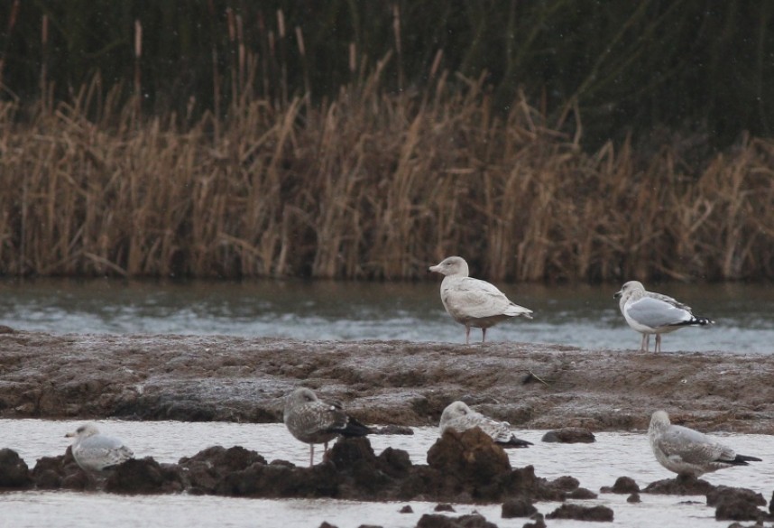 Glaucous Gull at Filey ©  Mark Pearson 