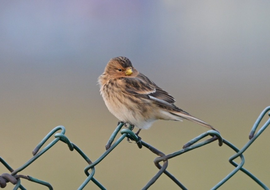  Twite at Skelton © Damian Money