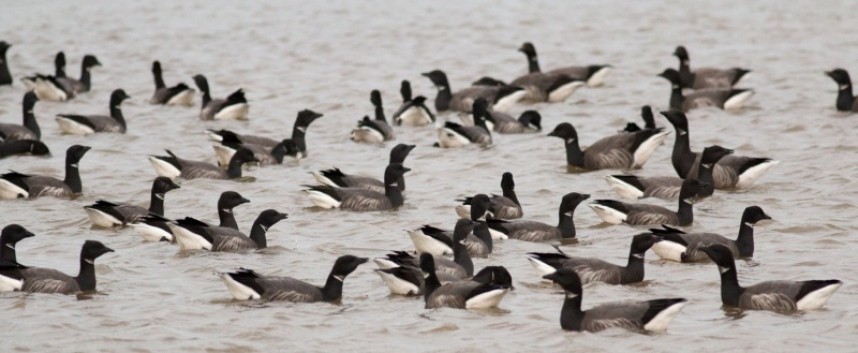 Brent Geese at Kilnsea © Daniel Branch