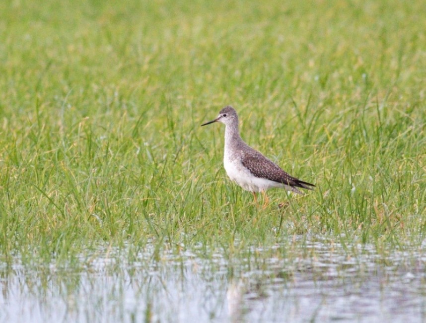  Lesser Yellowlegs Kilnsea © Daniel Branch