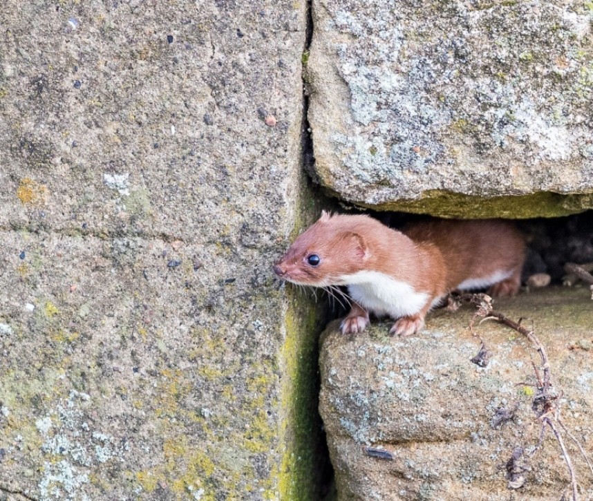  Weasel at Whitby January 2018 © Paul Paddock 
