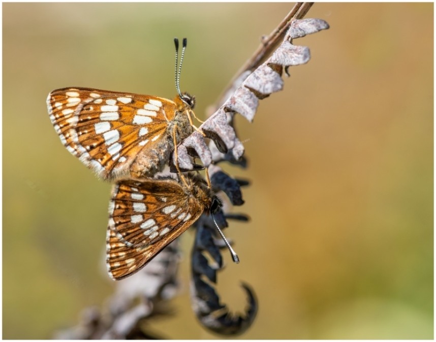  Duke of Burgundy at Hawnby © Lindsey Bowes