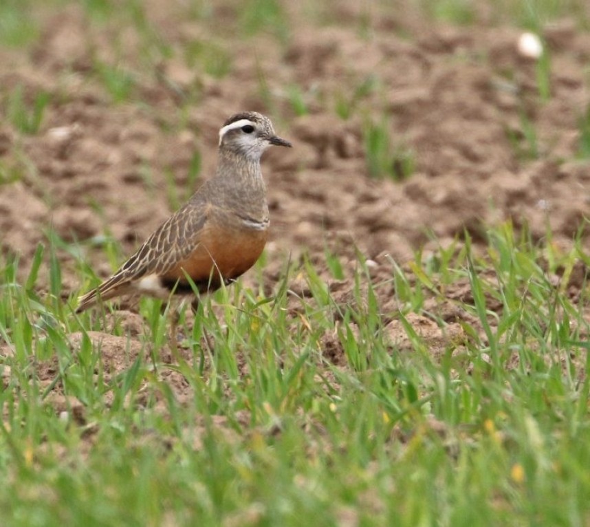  Eurasian Dotterel at Flamborough © Lee Johnson