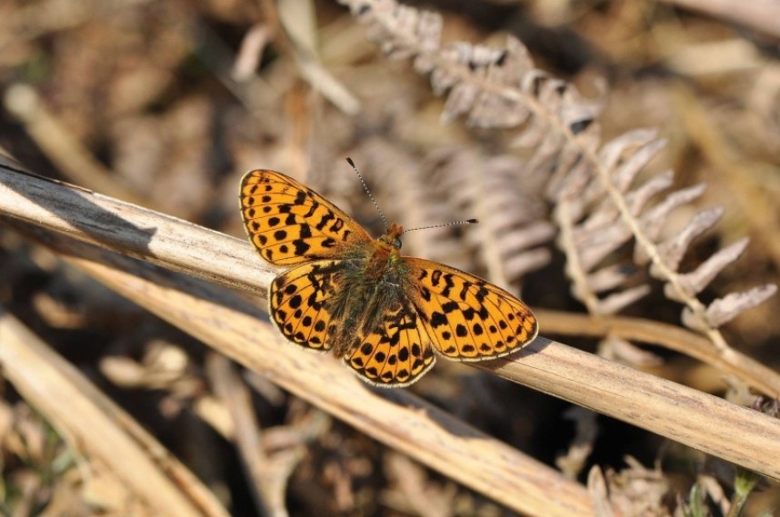  Pearl-bordered Fritillary NYMNP © Damian Money 