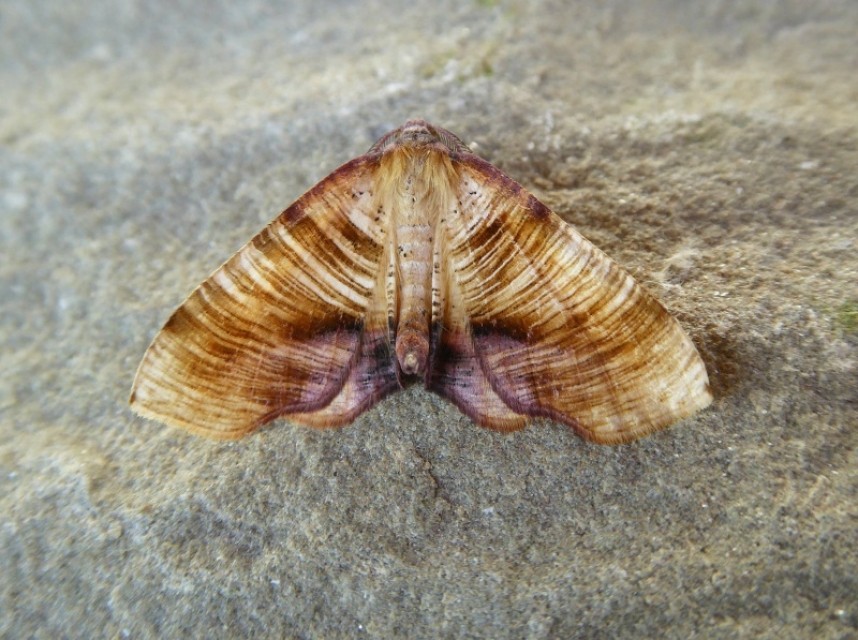  Scorched Wing at Broxa Forest © Allan Rodda