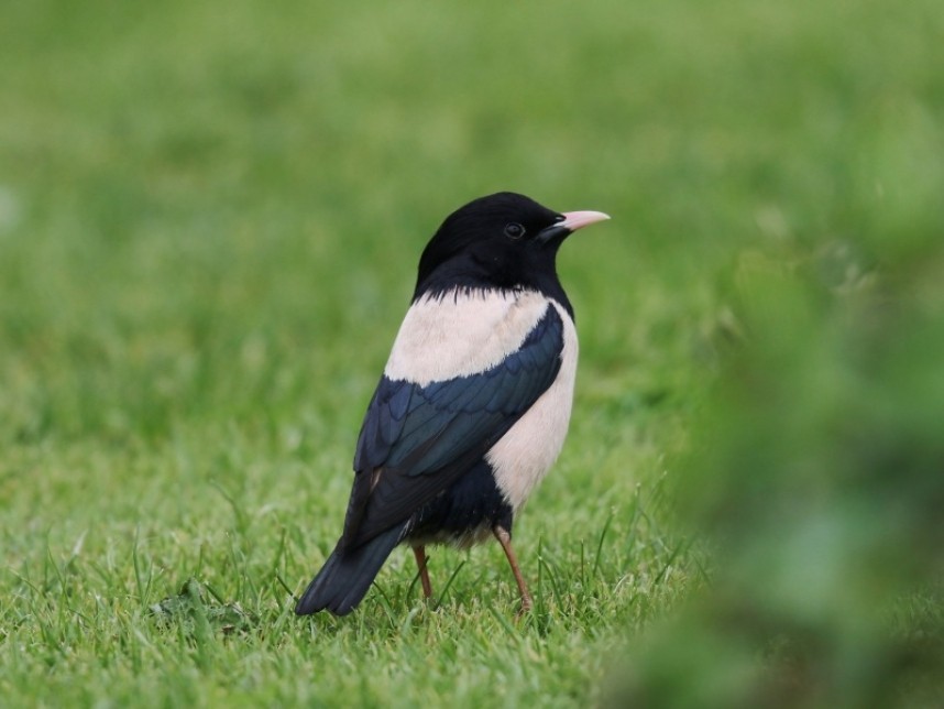  Rosy Starling © John Harwood