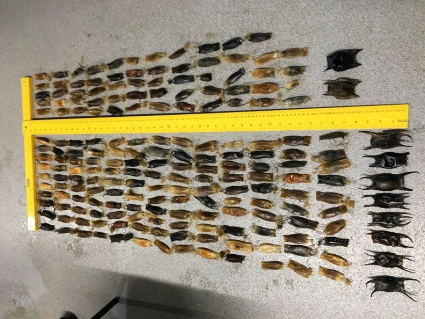  Shark/Ray egg cases found at Spurn © Richard Baines