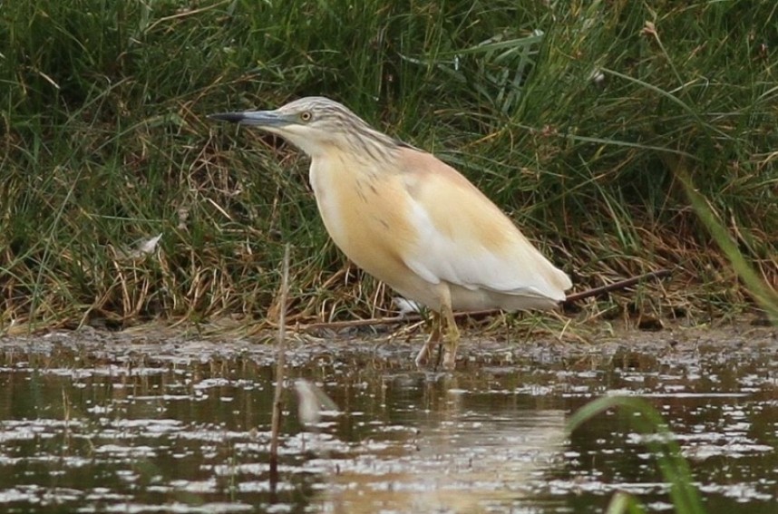  Squacco Heron at Kilnsea © Richard Willison