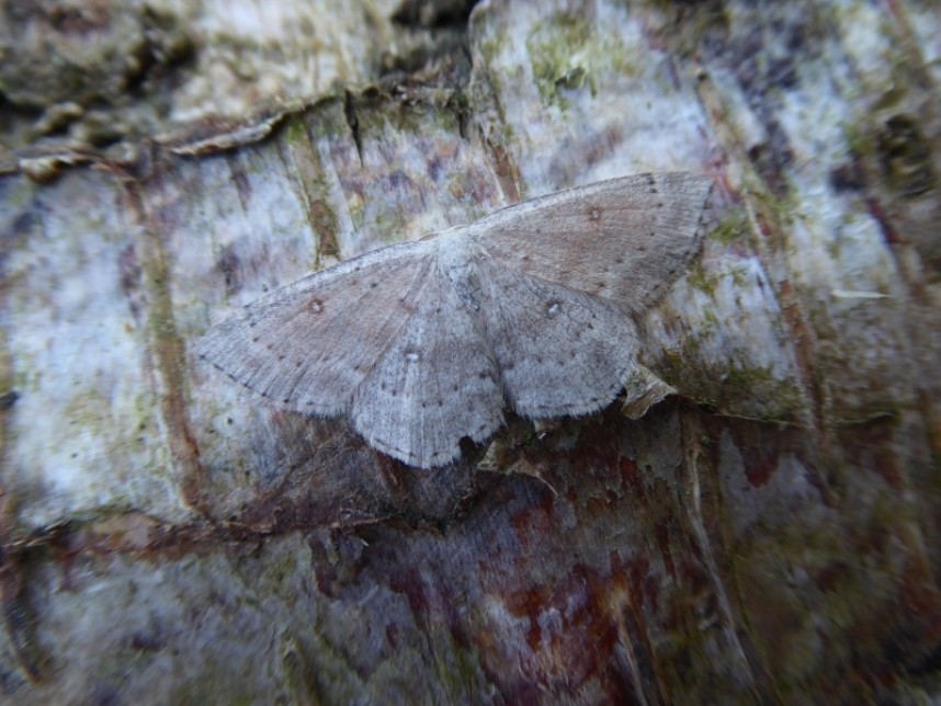  Birch Mocha Broxa forest © Allan Rodda