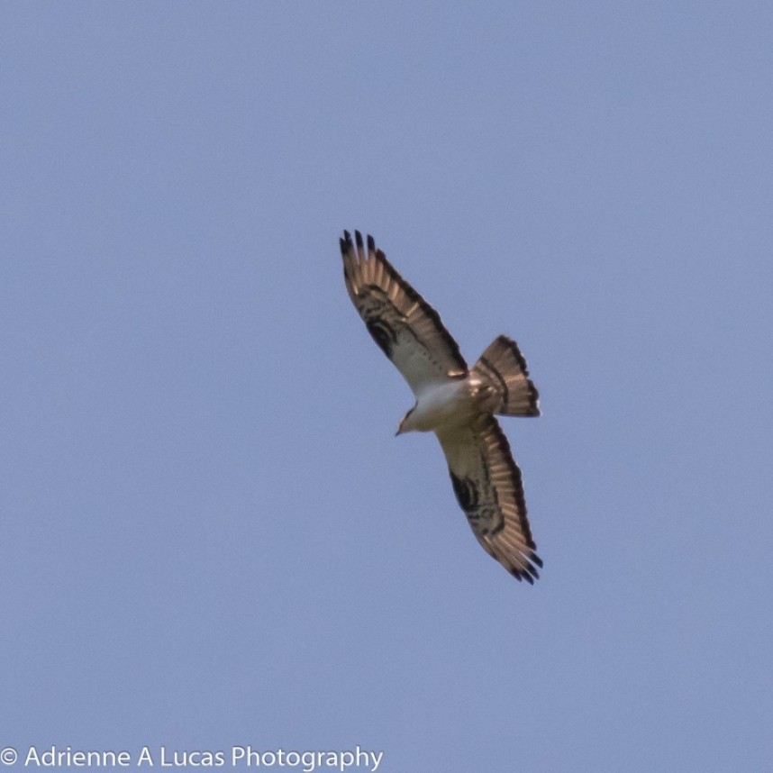  European Honey Buzzard North Yorks Forest © Adrienne Lucas
