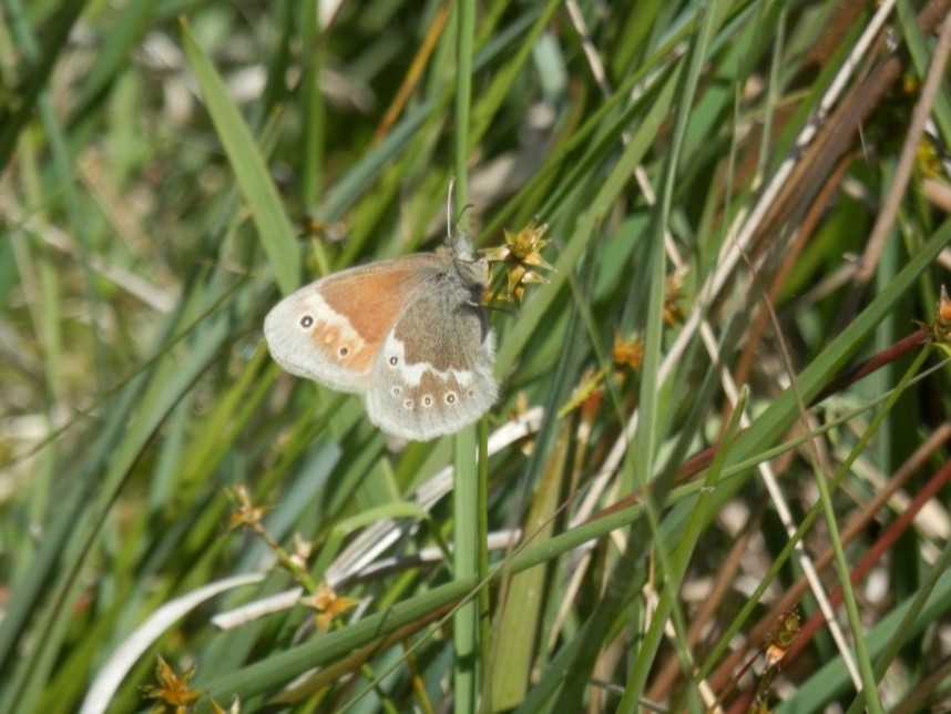  Large Heath at Fen Bog © Peter Mathew