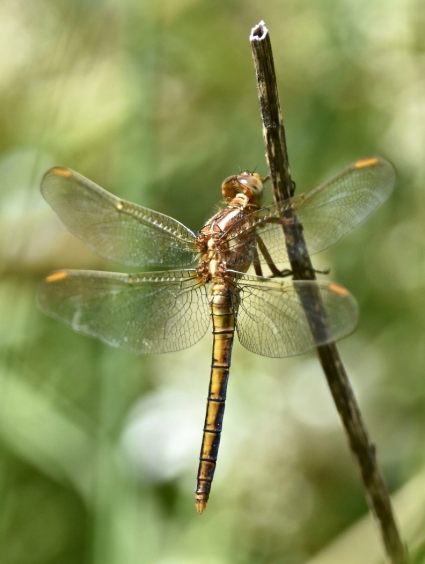  Keeled Skimmer at Thornwick Pools © Anthony Simpson