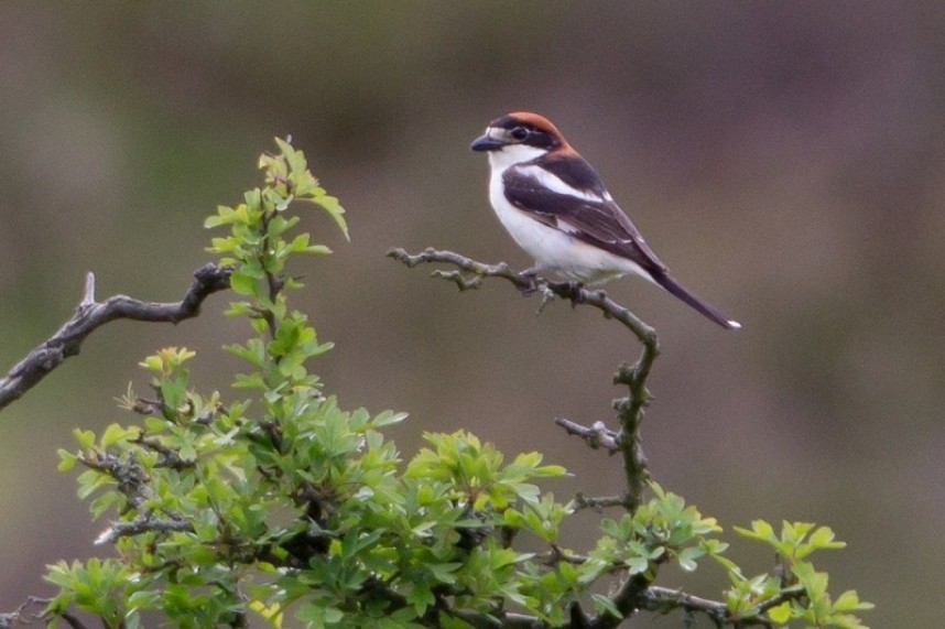 Woodchat Shrike at Scaling Dam © Martyn Sidwell