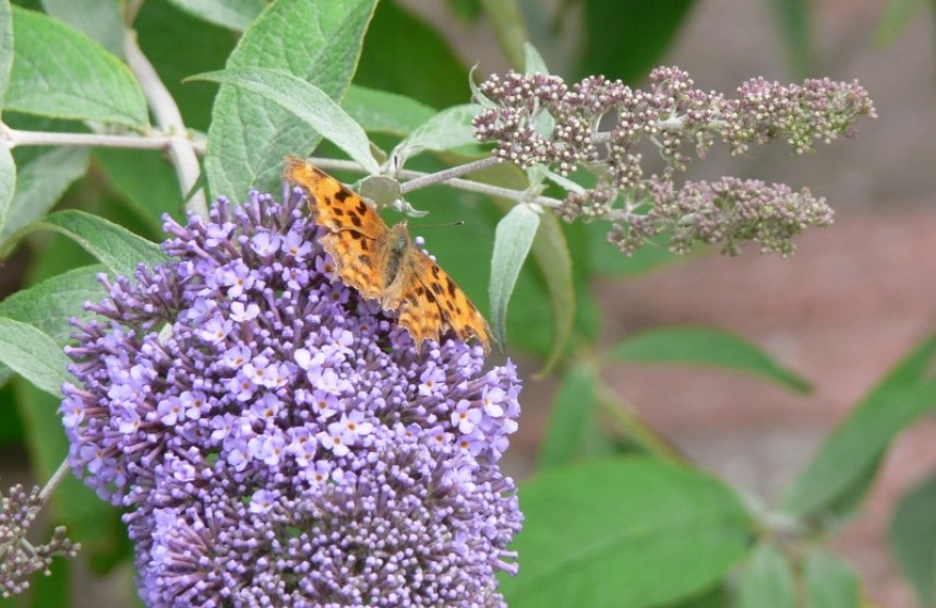  Comma on Buddleia © Richard Baines