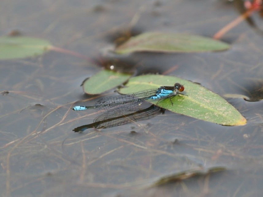  Small Red-eyed Damslefly © John Harwood