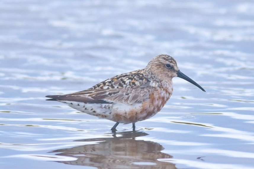  Curlew Sandpiper at Flamborough © Andy Hood