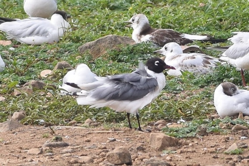  Franklins Gull at Scaling Dam © Andy Hood