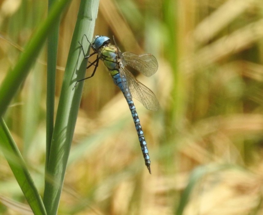  Southern Migrant Hawker at Kilnsea © Jonnie Fisk