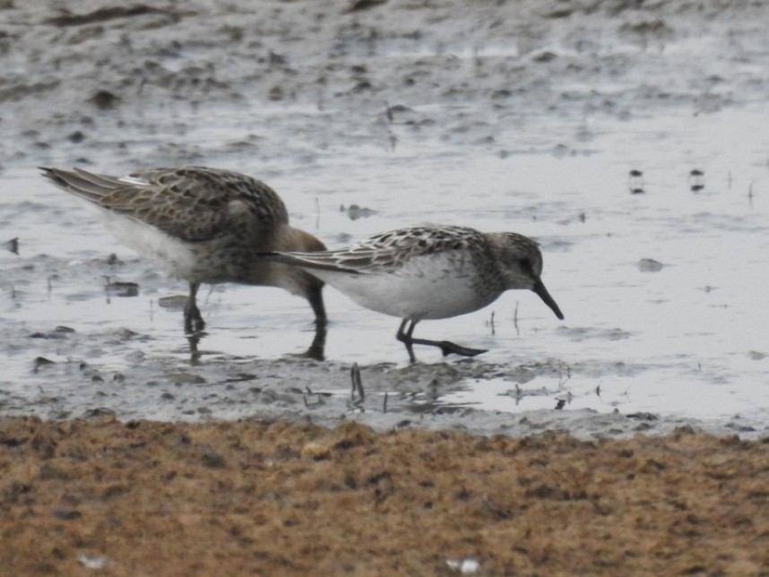  Semi-palmated Sandpiper at Kilnsea Wetlands © Jonnie Fisk
