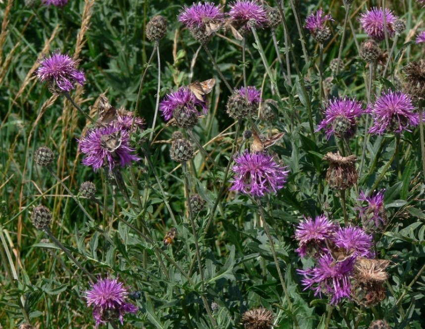  Silver Y moths at Flamborough © Richard Baines