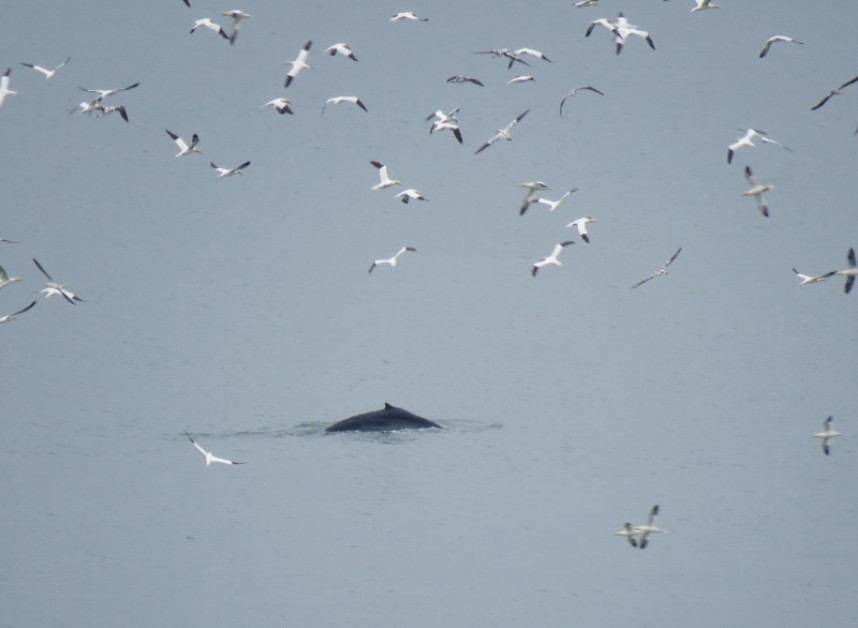  Humpback Whale Bempton 30 July 2018 © Jo Symon