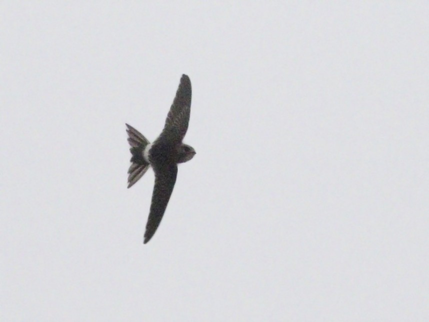  White-rumped Swift at Hornsea © Tim Jones
