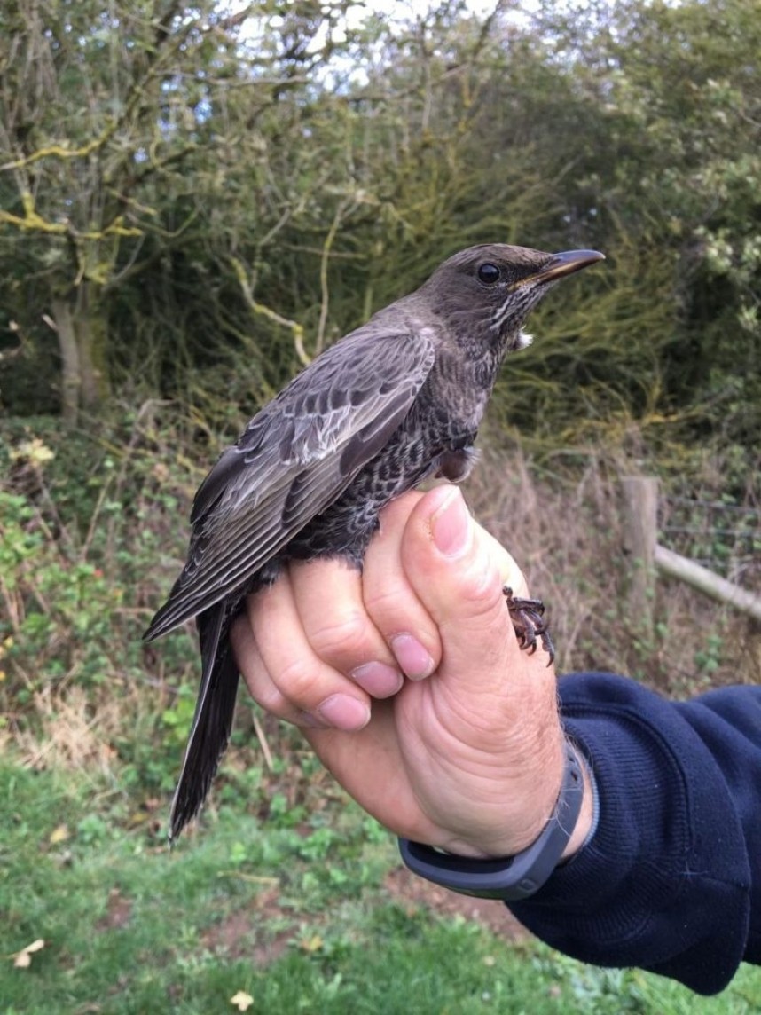  Ring Ouzel at Filey © Dan Lombard