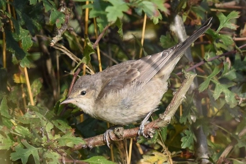  Barred Warbler at Bempton © Andy Hood