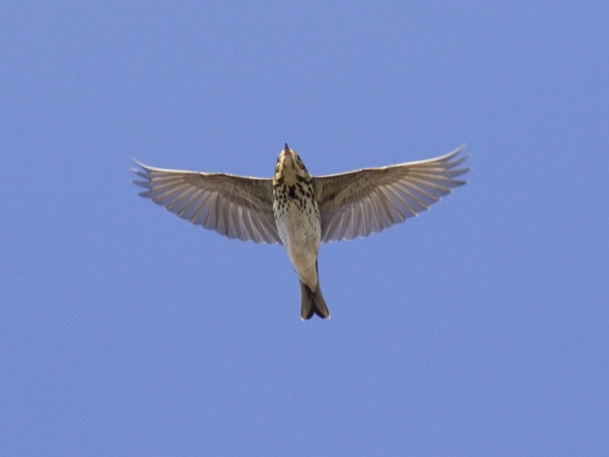  Olive-backed Pipit over Spurn © Tim Jones