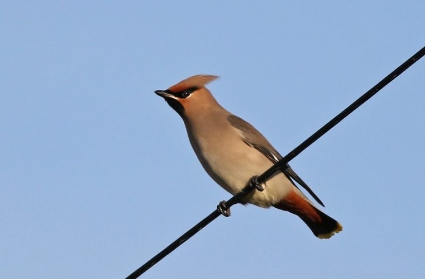  Bohemian Waxwing at Flamborough © Craig Thomas
