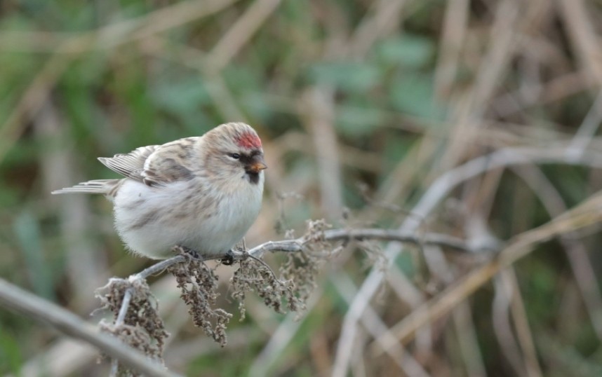  Arctic Redpoll at Bempton RSPB © Richard Baines