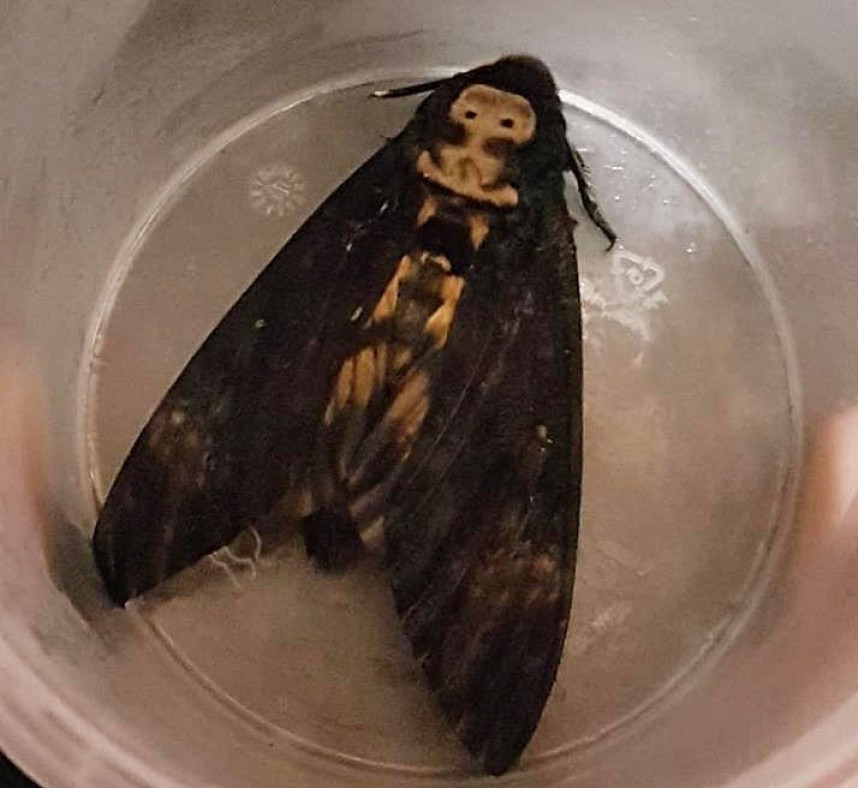 Death's Head Hawkmoth in Hull © Carol Toohie