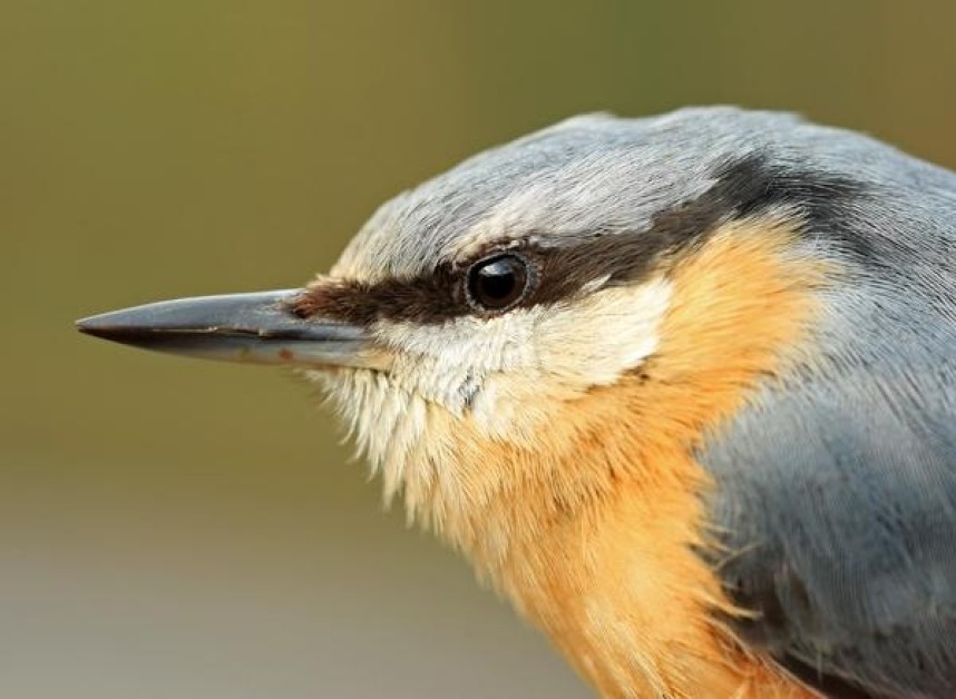  Nuthatch © Dan Lombard