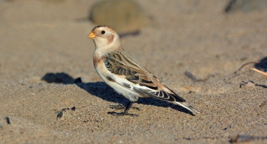  Snow Bunting at Redcar © Damian Money
