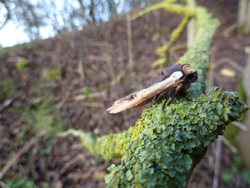  Red Sword-grass Broxa Forest © Allan Rodda