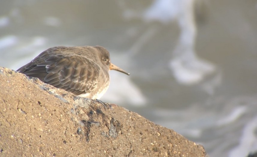  Purple Sandpiper Scarborough Harbour © Richard Baines