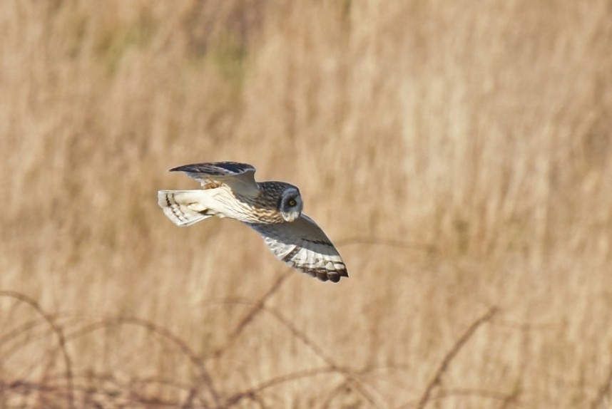  Short-eared Owl at Flamborough © Andy Hood
