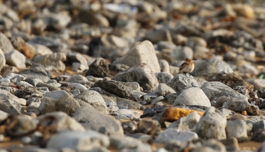  Snow Bunting at South Gare © Richard Baines