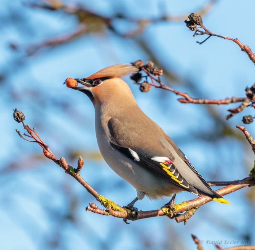  Bohemian Waxwing at Filey © David Eccles